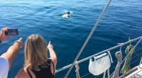 Navigations observation et étude de la vie marine et du Grand Dauphin du golfe du Lion - programme journée ou 5h